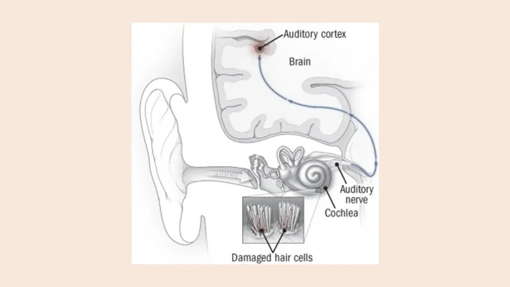تنظیم صداها در مغز