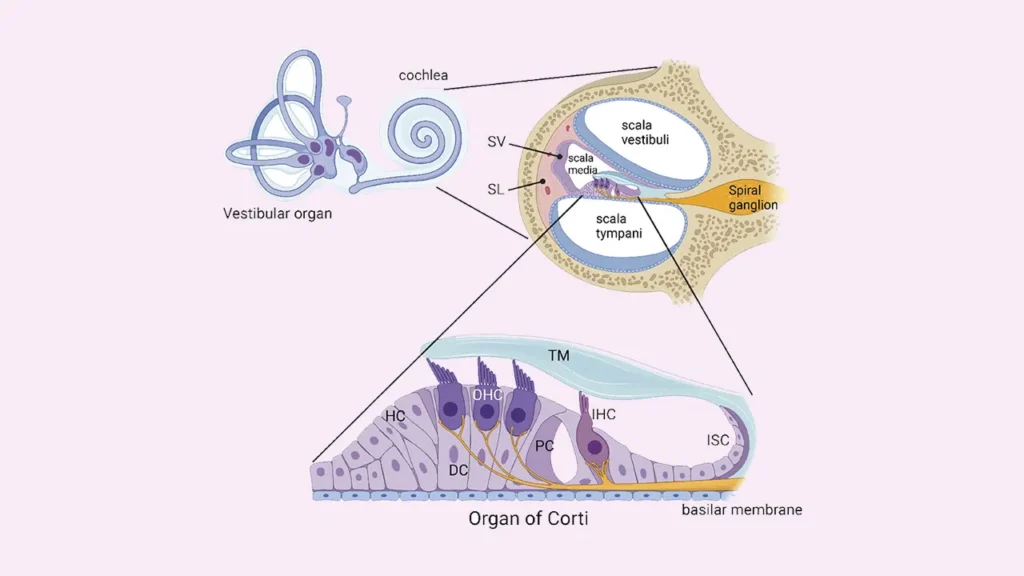 سلول های حلزونی گوش