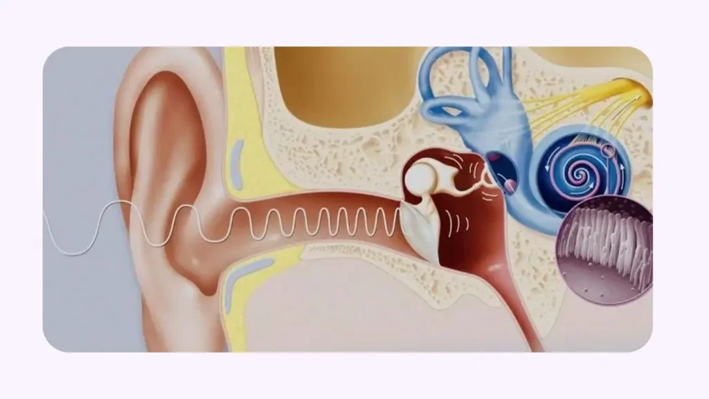 اختلال عملکرد شیپور استاش