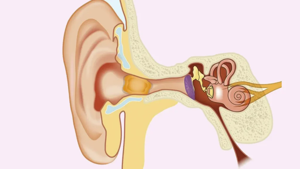 تصویر شماتیک داخل گوش