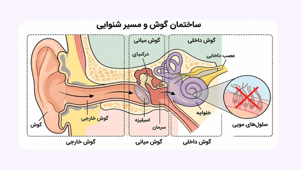 تصویر شماتیک از ساختمان گوش