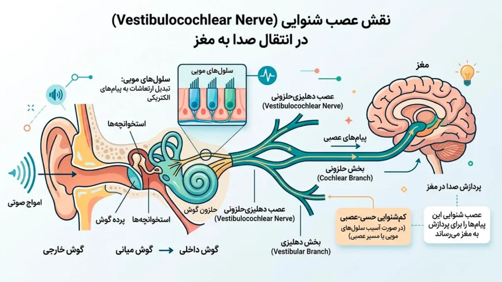 تصویر اینفوگرافیک از نقش عصب شنوایی در انتقال صدا به مغز 