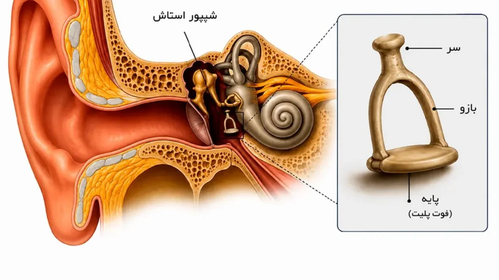 شیپور استاش