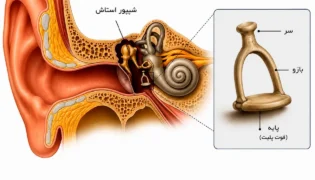 شیپور استاش